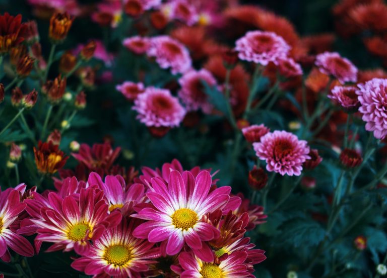 Close-up view of vivid flower in garden